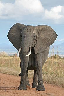 220px-African_Bush_Elephant